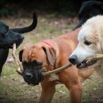 Dog-Creche-in-Haslemere